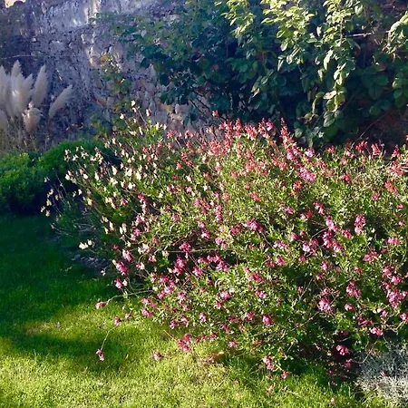 The Birds Way Affittacamere Brissac-Quince